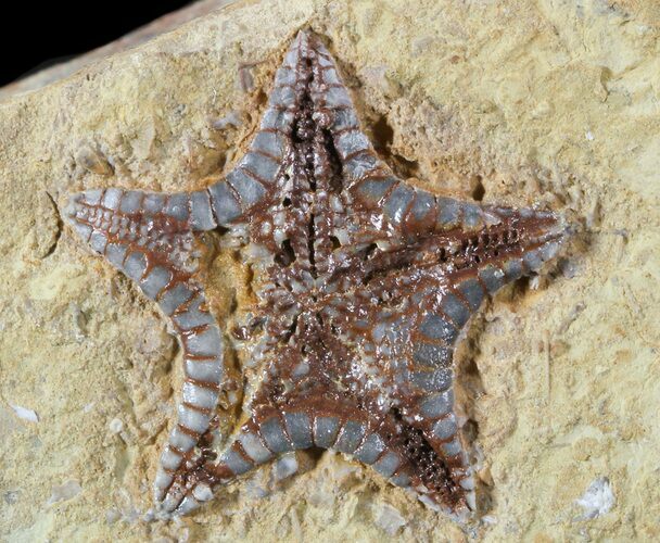 Rare, Cretaceous Starfish (Marocaster) - Morocco #46480